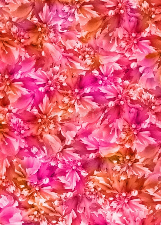 Floral_background_pink_orange Stock Illustration Illustration of