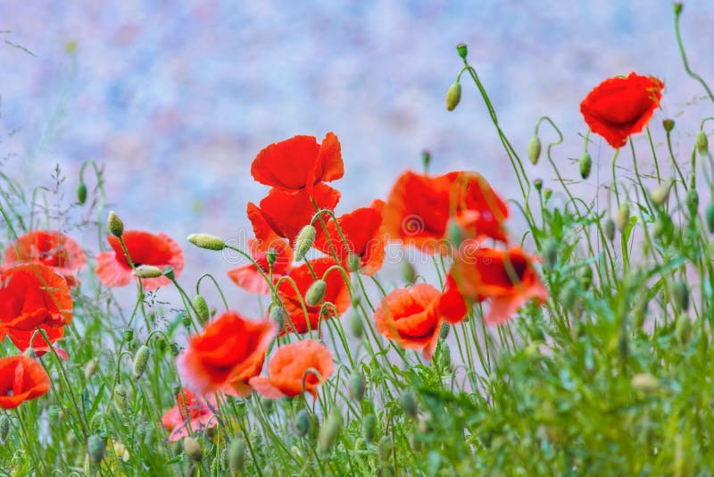 Floral background. Red poppies in green grass on a blurry background sky and of lush meadow. Floral background. Red poppies in green grass on a blurry background sky and of lush meadow
