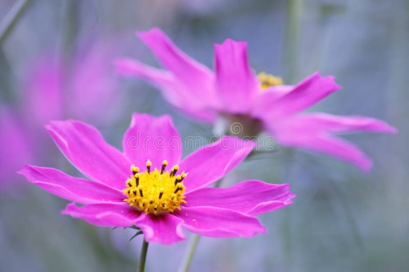 Floral background - perple pink cosmos flowers in bloom - summer nature wallpaper. Floral background - perple pink cosmos flowers in bloom - summer nature wallpaper