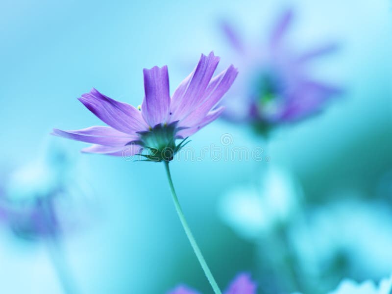 Floral background - purple pink cosmos flowers in bloom - summer nature wallpaper. Floral background - purple pink cosmos flowers in bloom - summer nature wallpaper