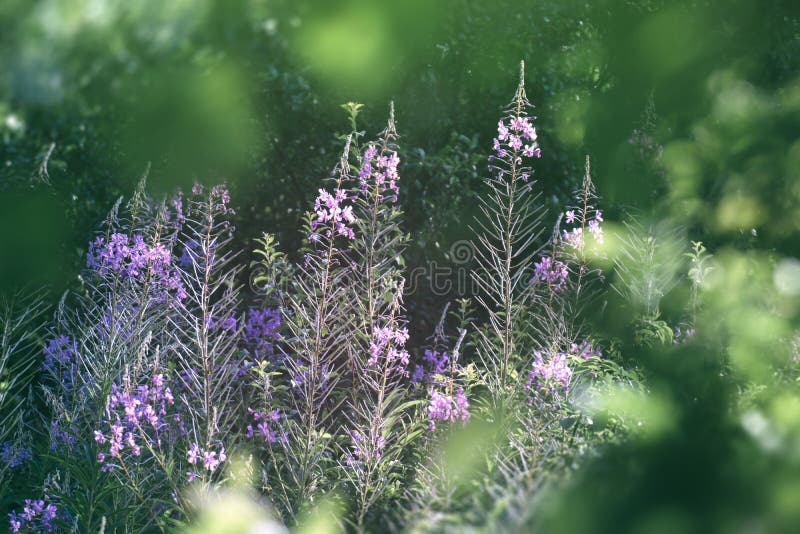 Floral background with purple wild flowers on green meadow royalty free stock photos Floral background with purple wild flowers on green meadow royalty free stock photos