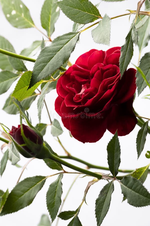Floral Background. Red Rose on White Background, Seamless Floral