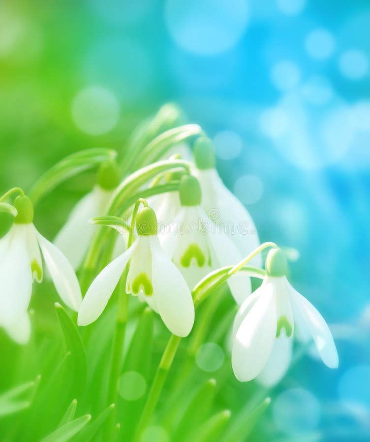 Beautiful Snowdrops Flower Blossom Isolated on White Panorama ...