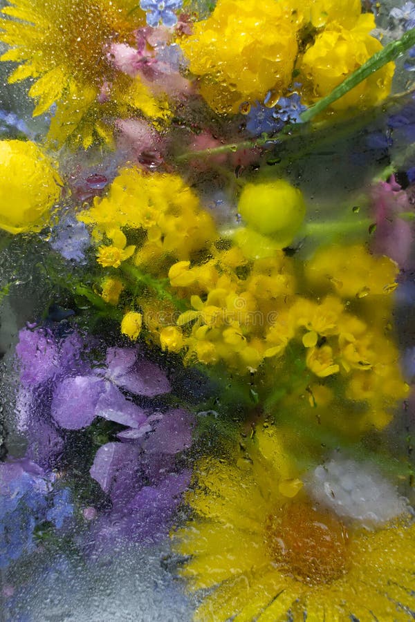 Floral Background with Spring Flowers Yellow and Blue Under the Frosted ...