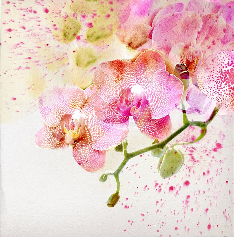 Floral background with watercolor orchid royalty free stock photos Floral background with watercolor orchid royalty free stock photos
