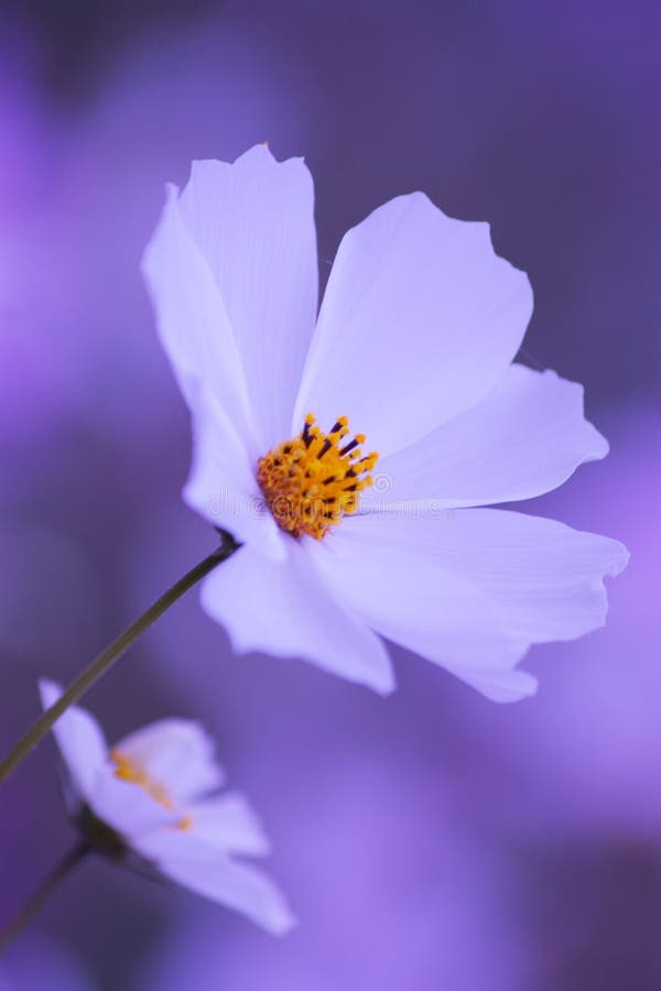 Floral background - white purple cosmos flower in bloom - summer nature wallpaper. Floral background - white purple cosmos flower in bloom - summer nature wallpaper
