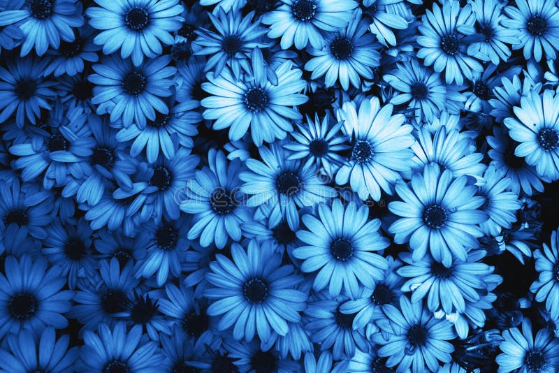 blue flowers background