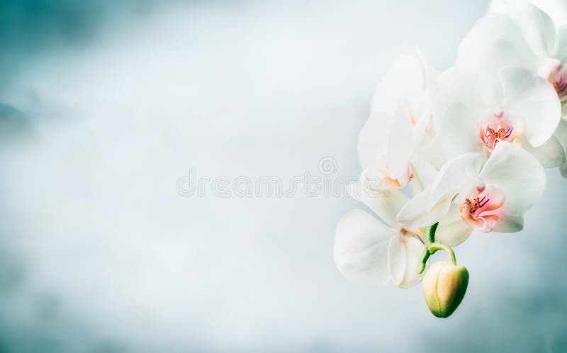 Floral border with Beautiful white orchid flowers at blue background. Nature , spa or wellness