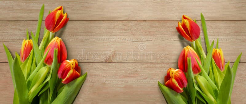 Floral border copy space. red yellow tulips on wooden background. spring background royalty free stock photo Floral border copy space. red yellow tulips on wooden background. spring background royalty free stock photo