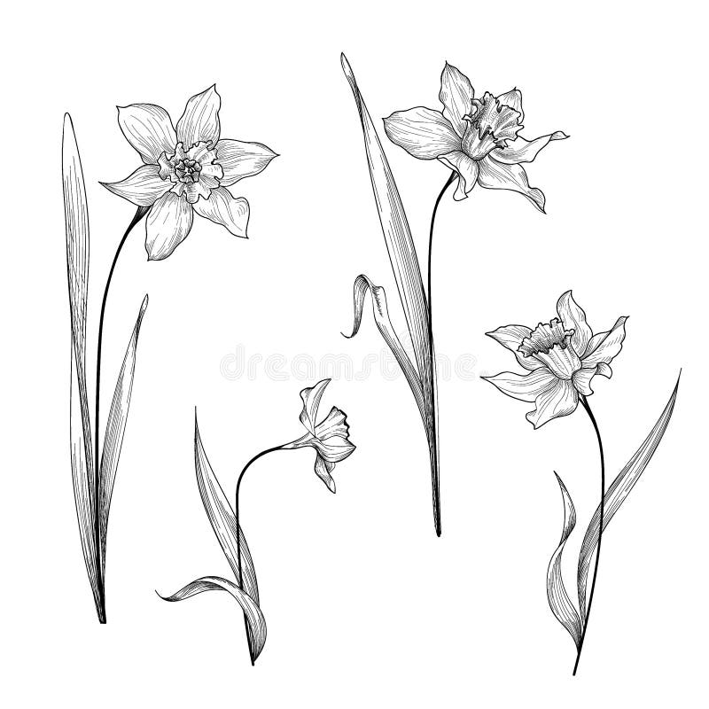 Flower Daffodil Frame Isolated on White Background. Floral Decor. Stock ...