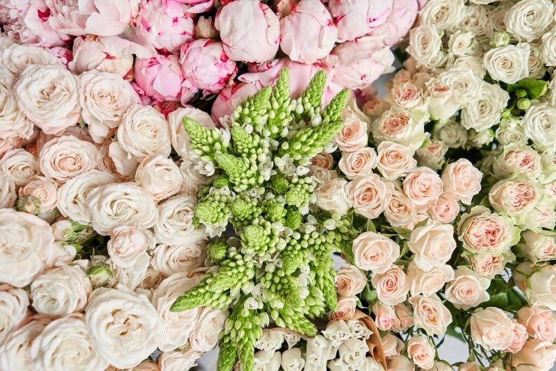 Floral Carpet or Wallpaper. Background of Pink Peonies. Morning Light ...