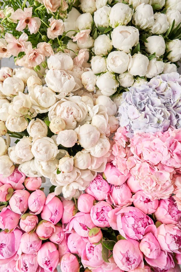 Floral Carpet or Wallpaper. Background of Pink and White Peonies. Morning  Light in the Room Stock Photo - Image of greens, background: 186174294