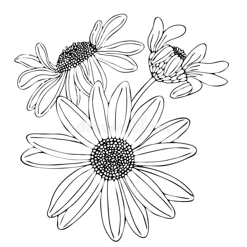 floral coloring template with black line flower stock vector