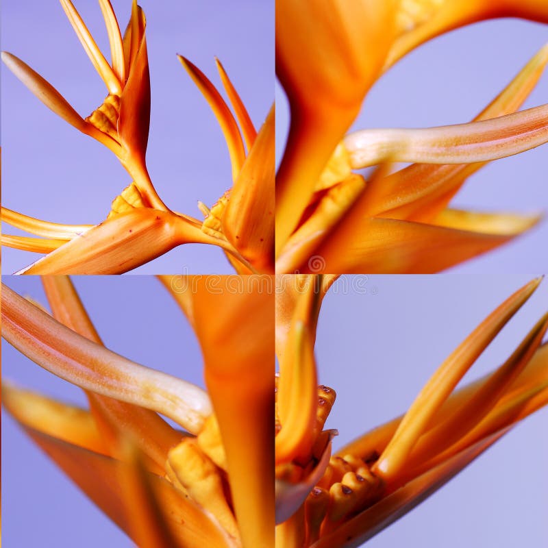 Compoziție florală royalty free stock images