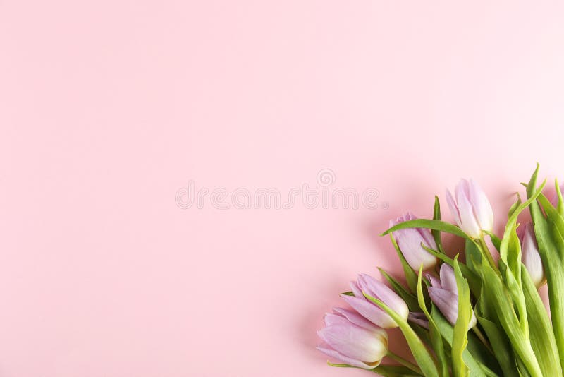Multi účel čerstvý kvetina zloženie, z purpurová tulipány.