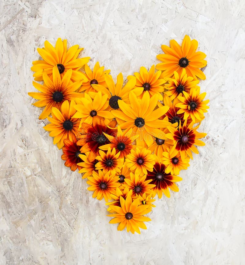 Floral composition in the shape of heart. Black-eyed susan or Rudbeckia hirta plant, brown betty, gloriosa daisy, golden Jerusalem
