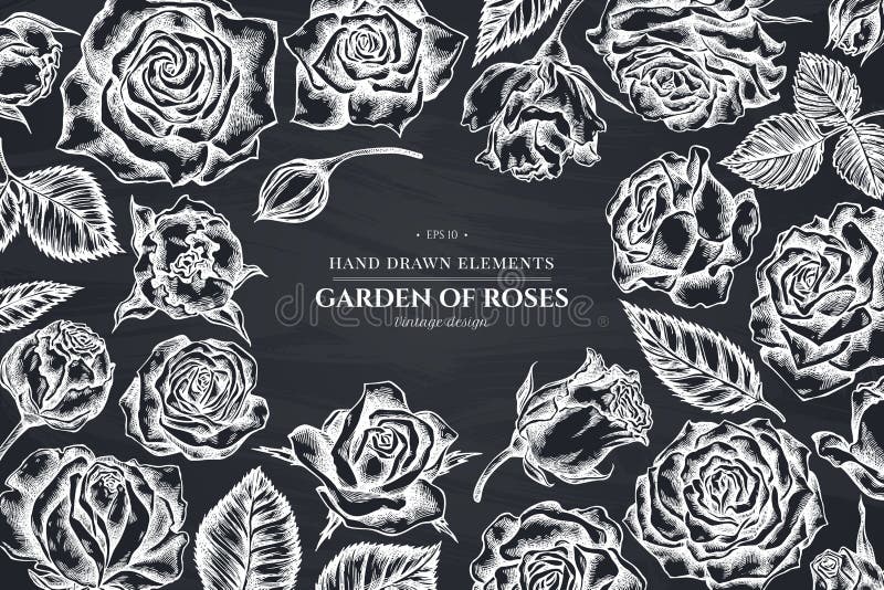 Floral Design with Chalk Roses Stock Vector Illustration of romantic