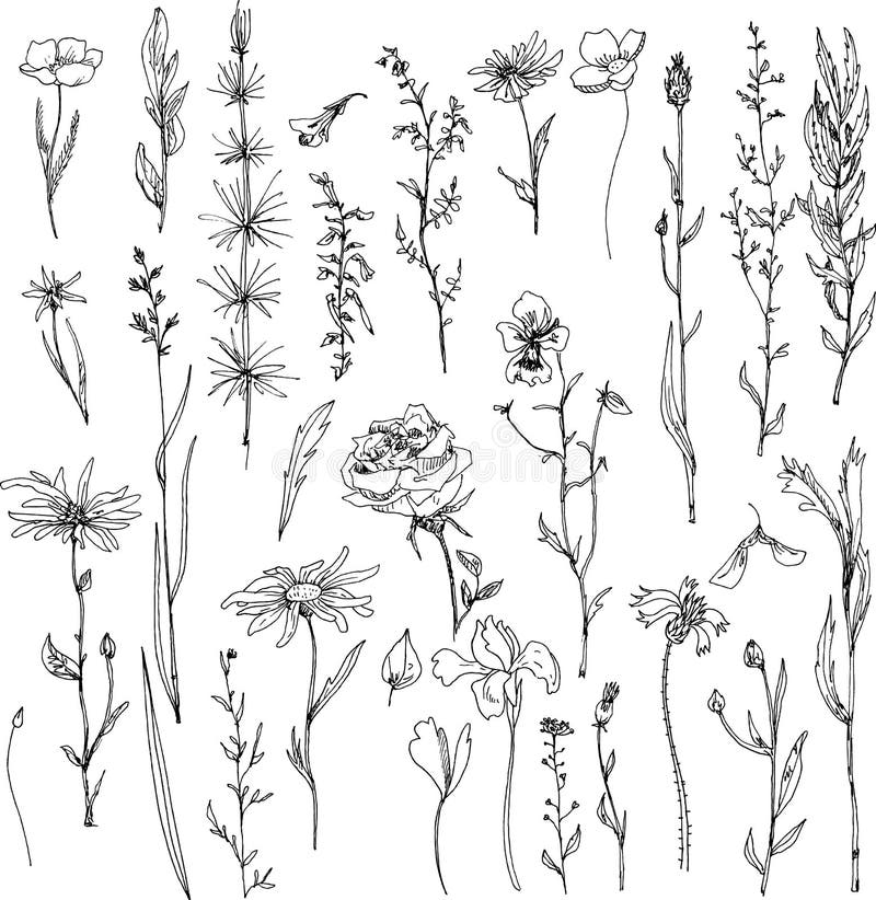 Floral Doodle Set Stock Vector - Image: 56455939