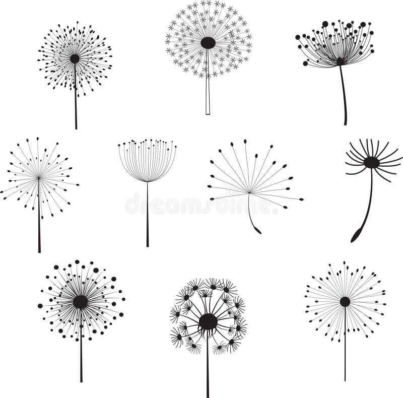 Floral Elements with dandelions for design