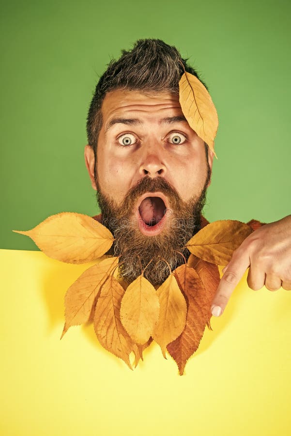 Floral fashion and beauty. Man with natural yellow fall leaves beard hold paper. Hipster or bearded guy in autumn on green background. leaves beard at barber stock photography Floral fashion and beauty. Man with natural yellow fall leaves beard hold paper. Hipster or bearded guy in autumn on green background. leaves beard at barber stock photography