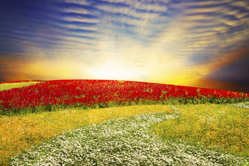 Floral field on sunset