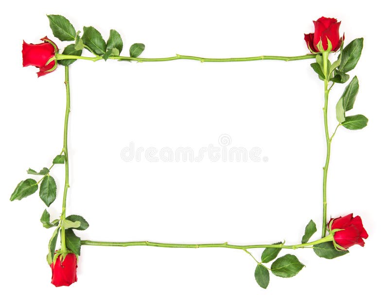 Floral flat lay Red Roses isolated white background Flower frame