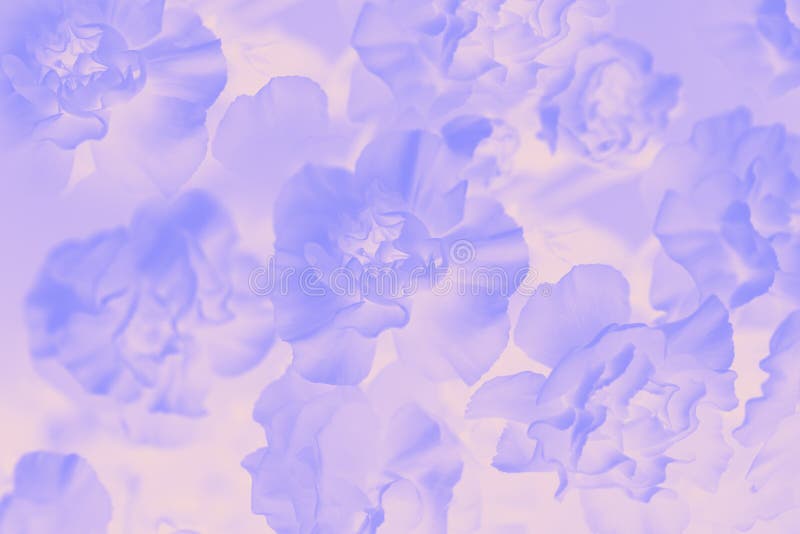Floral gradient background, delicate carnation flowers pattern. Pale violet abstract floral background. Floral gradient background, delicate carnation flowers stock photography Floral gradient background, delicate carnation flowers pattern. Pale violet abstract floral background. Floral gradient background, delicate carnation flowers stock photography