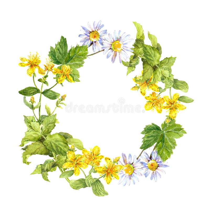 Floral, herbal wreath. Grass, flowers. Watercolour circle frame