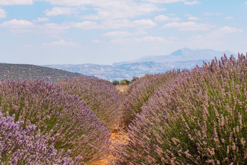 Floral Lavender Field in Turkey Stock Image Image of bloom, beautiful