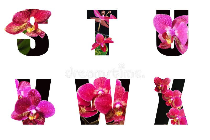 Download Alphabet T Flowers Photos Free Royalty Free Stock Photos From Dreamstime