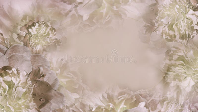 Floral Light Pastel Brown Background. Flowers Fnd Petals White-brown Piones  Close-up. Greeting Card. Place for Text Stock Photo - Image of celebration,  brown: 147760654