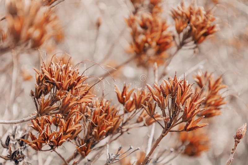 Floral minimal home interior boho style. Abstract brown nature background of box with rhododendron seeds. Seasonal