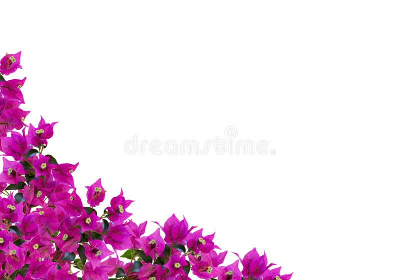 Floral mockup. Beautiful bougainvillia flowers isolated on white background. Space for your text.