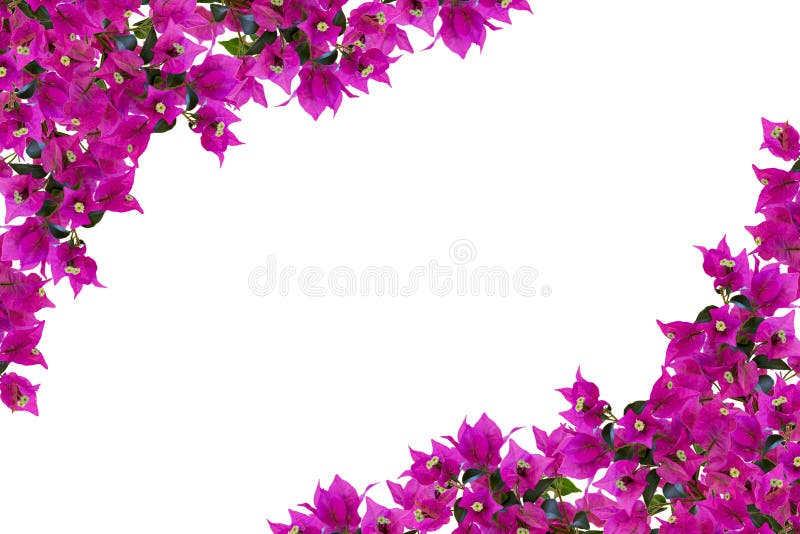 Floral mockup. Beautiful pink bougainvillia flowers isolated on white background. Space for your text. Top view. Flat lay.