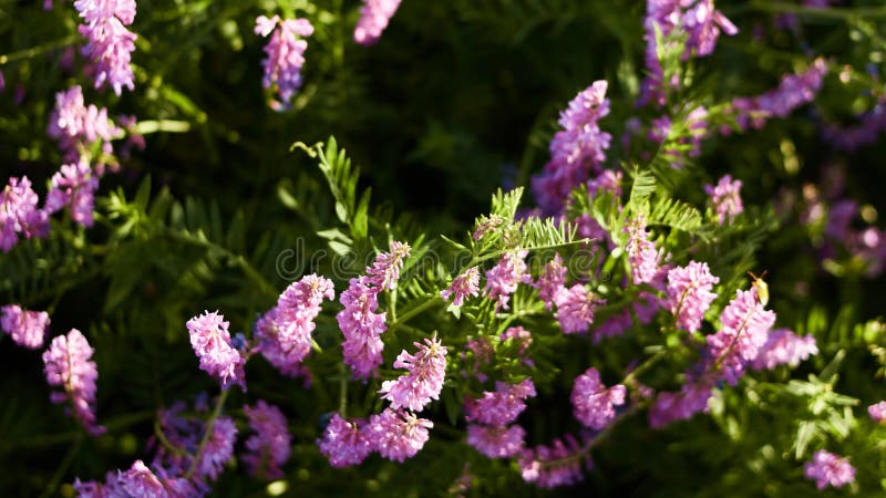 Floral natural panoramic banner. abstract blurred floral background. wild flowers of purple in emerald grass. summer garden