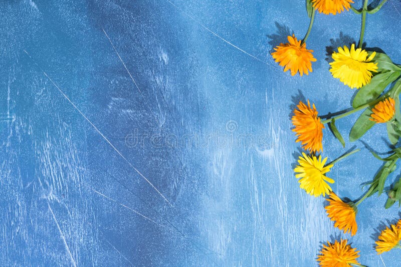 Floral pattern of calendula flowers on blue background. Floral background.