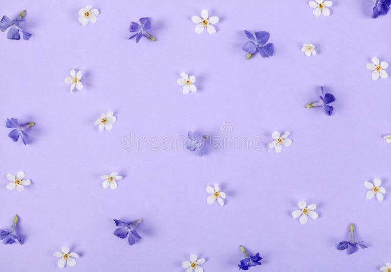 Floral Pattern Made of Spring White and Violet Flowers on Pastel Lilac  Background. Flat Lay Stock Photo - Image of mock, lifestyle: 117778886