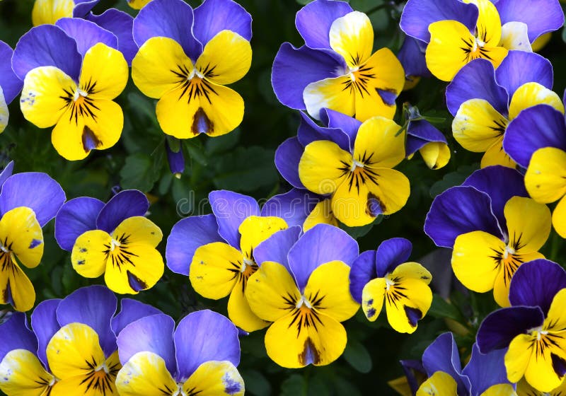 Floral pattern with violet and yellow multicolor pansies, yellow and violet pansy out of own garden. flowers wall background.