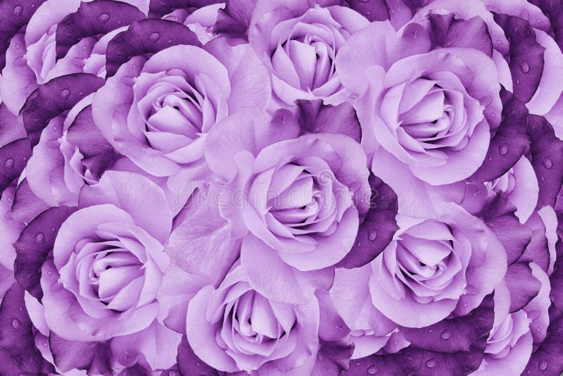 Floral Pink-violet Beautiful Background. Flower Composition of Roses ...