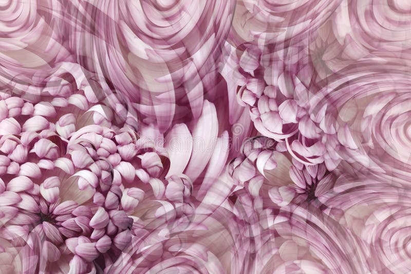 Floral purple background. Pink-white flowers chrysanthemum close-up. Flower composition.