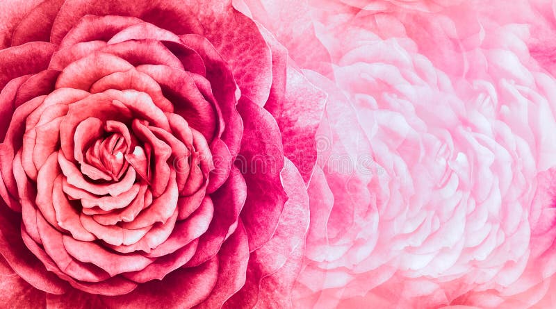 Floral red-pink background. red petals  roses  flowers.  Close-up.   floral collage.  Flower composition.