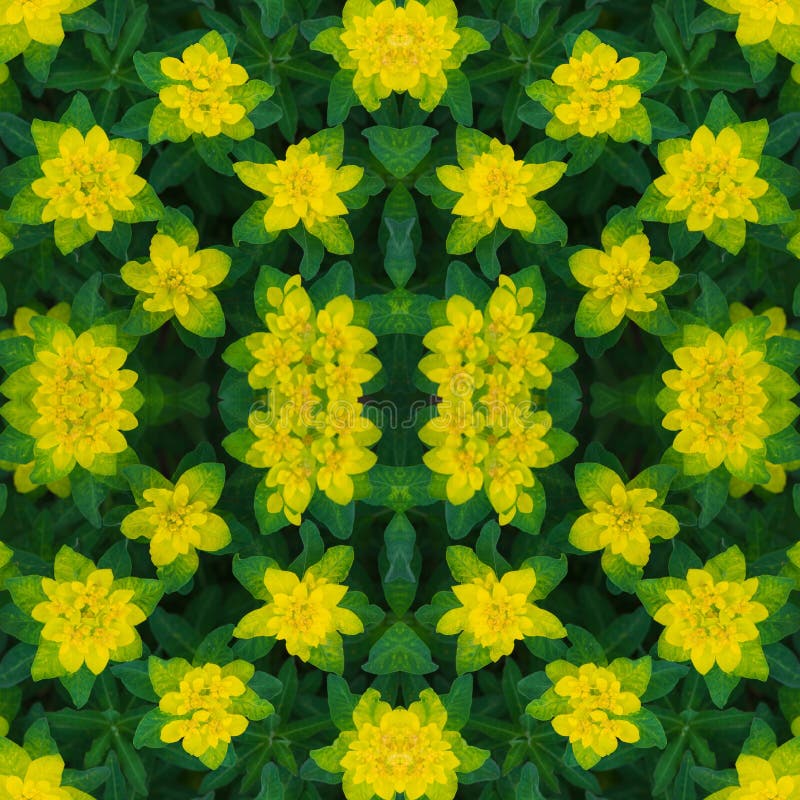 Floral seamless pattern. Abstract floral background, ornament. Bright yellow flowers texture. Euphorbia epithymoides or cushion royalty free stock photography Floral seamless pattern. Abstract floral background, ornament. Bright yellow flowers texture. Euphorbia epithymoides or cushion royalty free stock photography