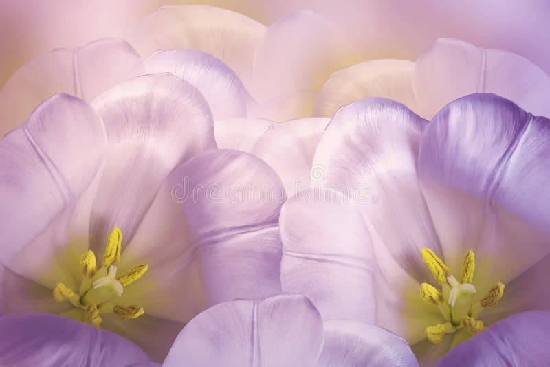 Floral spring Ð·pink-violet background. Flowers pink tulips blossom. Close-up. Greeting card.