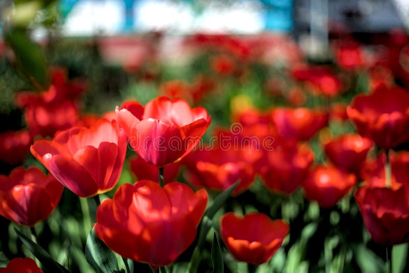 Beautiful view of red tulips under sunlight landscape in mid spring. Beautiful view of red tulips under sunlight landscape in mid spring