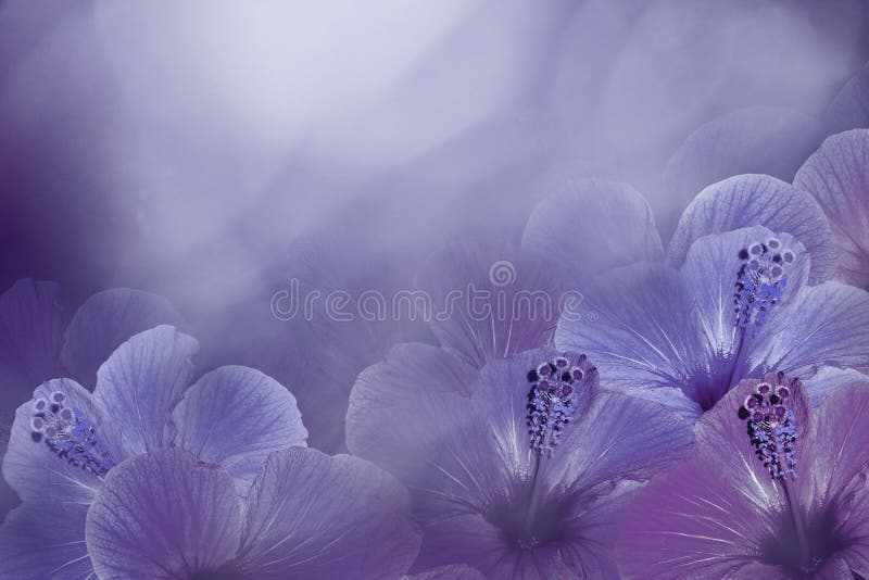 Floral violet-blue background from a Hibiscus. Flowers composition. Chinese rose flowers on a purple background.