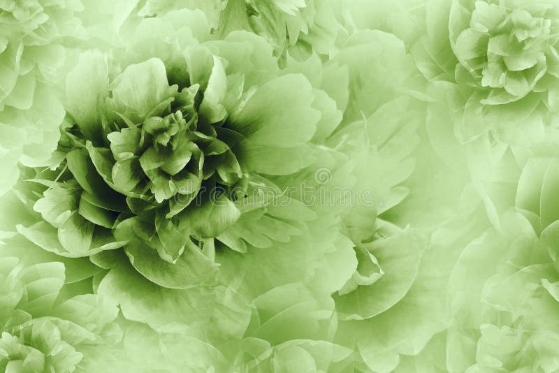 Floral white-green background. Peonies flowers close-up on a transparent halftone light green background. Greeting card.