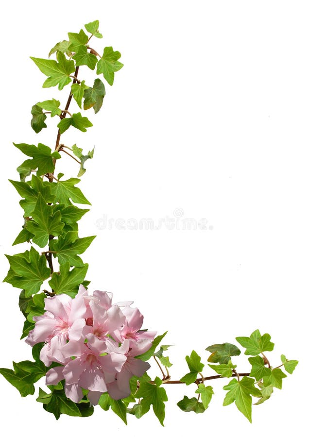 Floral border isolated on the white background - green ivy and pink oleander. Floral border isolated on the white background - green ivy and pink oleander