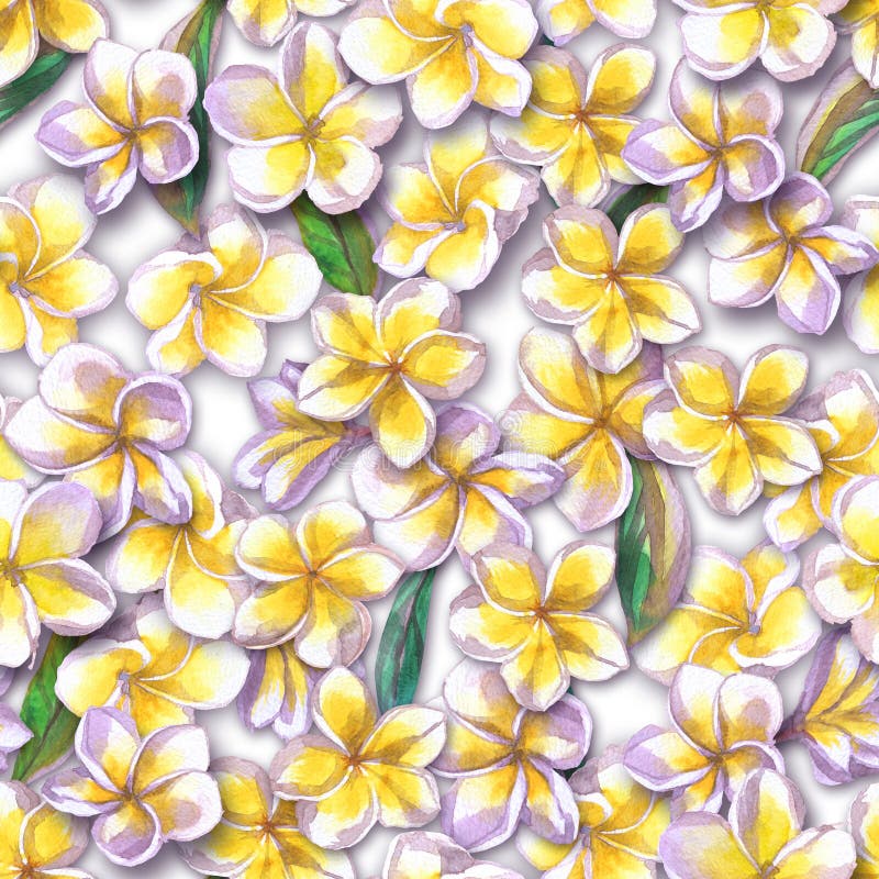 floral πρότυπο τροπικό Χρωματισμένο Watercolor plumeria λουλουδιών Άσπρο εξωτικό frangipani λουλουδιών που επαναλαμβάνει το σκηνι απεικόνιση αποθεμάτων floral πρότυπο τροπικό Χρωματισμένο Watercolor plumeria λουλουδιών Άσπρο εξωτικό frangipani λουλουδιών που επαναλαμβάνει το σκηνι απεικόνιση αποθεμάτων