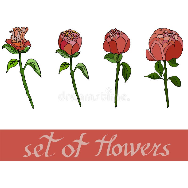 floral σχέδιο με τα peones με τα στοιχεία του σχεδίου επίσης corel σύρετε το διάνυσμα απεικόνισης διανυσματική απεικόνιση floral σχέδιο με τα peones με τα στοιχεία του σχεδίου επίσης corel σύρετε το διάνυσμα απεικόνισης διανυσματική απεικόνιση