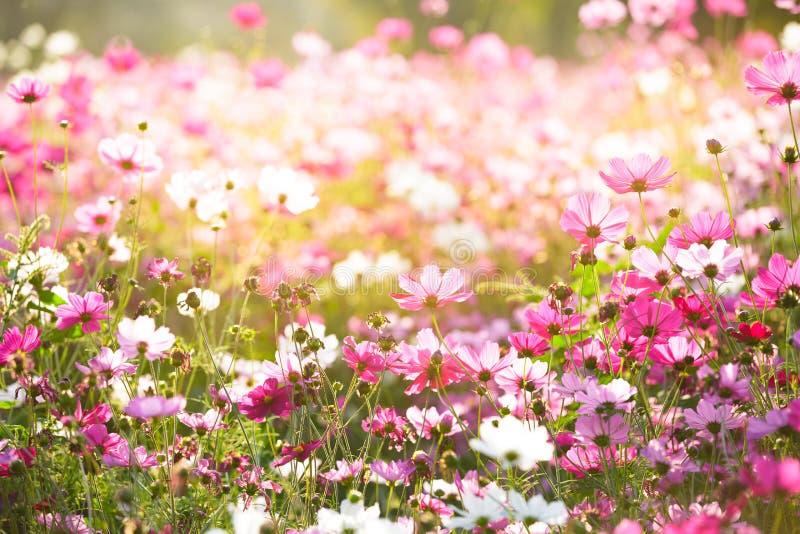 Floral υπόβαθρα στοκ εικόνες
